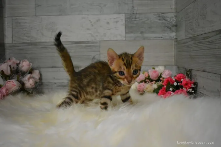 ID：1907-00398の子猫
