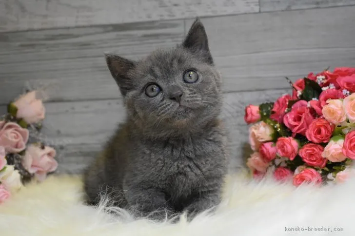 ID:2004-00379の子猫