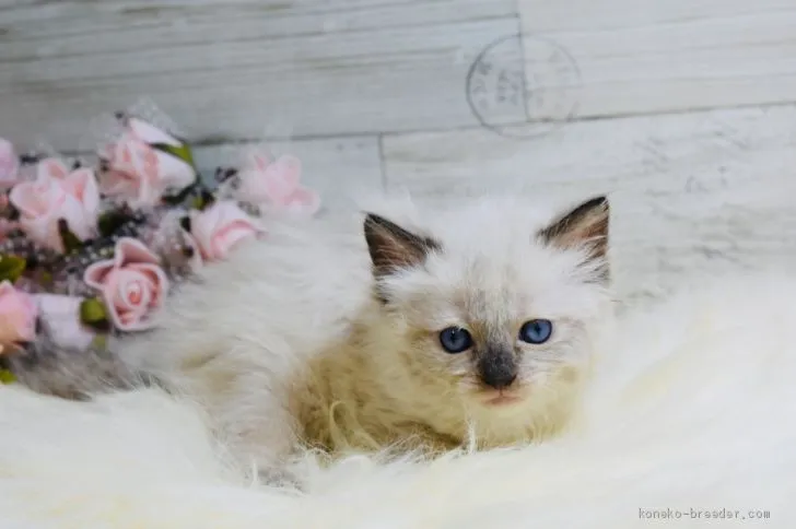 ID:2003-00671の子猫