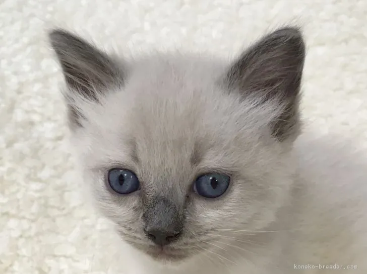 ID:1711-00853の子猫
