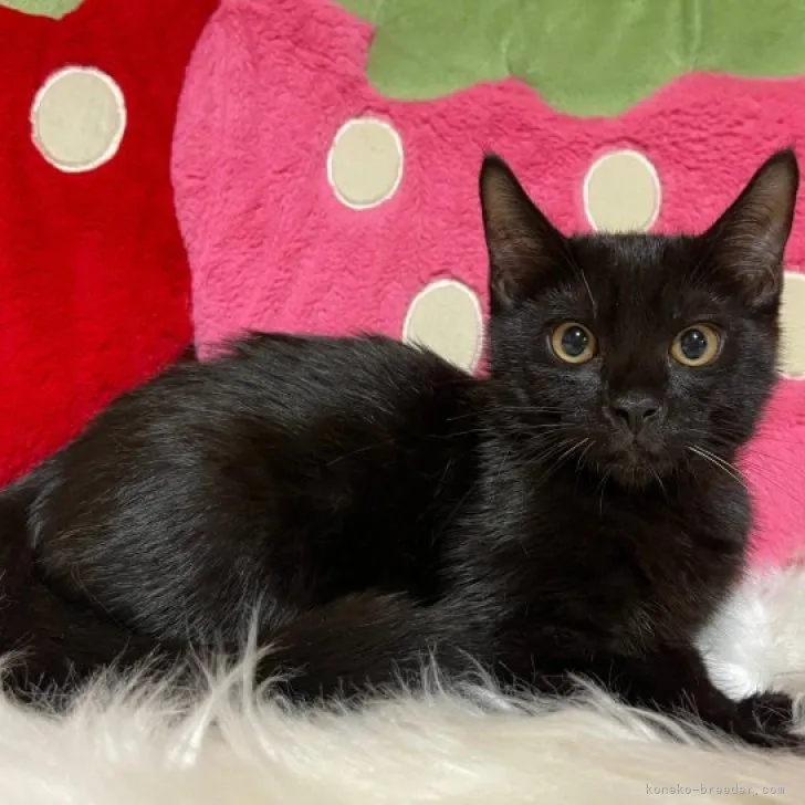 ID：2305-02221の子猫