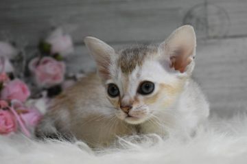 シンガプーラ【兵庫県・女の子・2020年4月1日・セピアアグーティー】の写真「小さな体に大きなアーモンド型の目」