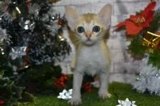 シンガプーラ【兵庫県・女の子・2018年10月10日・セピアアグーティ】の写真1「11/25撮影」