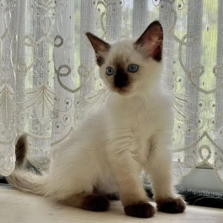 ID：2208-02985の子猫