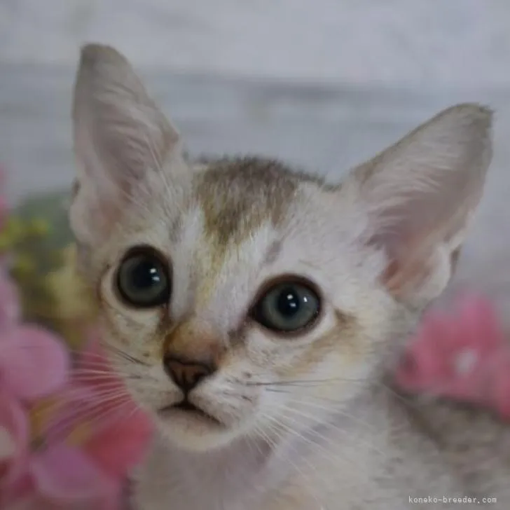ID:2206-02409の子猫