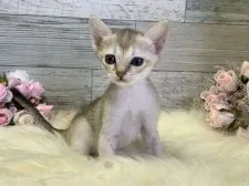 シンガプーラ【兵庫県・女の子・2019年5月4日・セピアアグーティ】の写真2