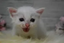 ラグドール【兵庫県・男の子・2019年5月30日・クリームポイントバイカラー】の写真2