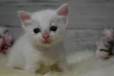 ラグドール【兵庫県・男の子・2019年5月30日・クリームポイントバイカラー】の写真4