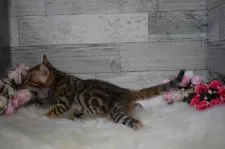 ベンガル【兵庫県・女の子・2019年6月4日・ブラウンスポテッドタビー】の写真4