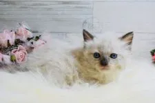 ラグドール【兵庫県・女の子・2020年2月13日・シールポイント】の写真4