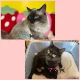 パパ・ラグドール✖︎ママ・日本猫【兵庫県・男の子・2023年3月28日・中毛】の写真5