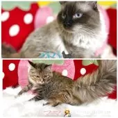 MIX【兵庫県・女の子・2025年10月4日・シールポイント】の写真12「両親です。」