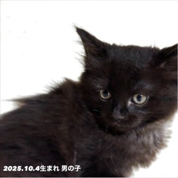 MIX【兵庫県・男の子・2025年10月4日・ブラック（中毛）】の写真「3きょうだいの中で1匹だけの男の子」