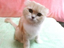 スコティッシュフォールド【・女の子・2023年5月5日・クリーム&ホワイト】