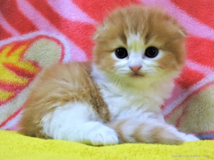 ID：1902-00267の子猫