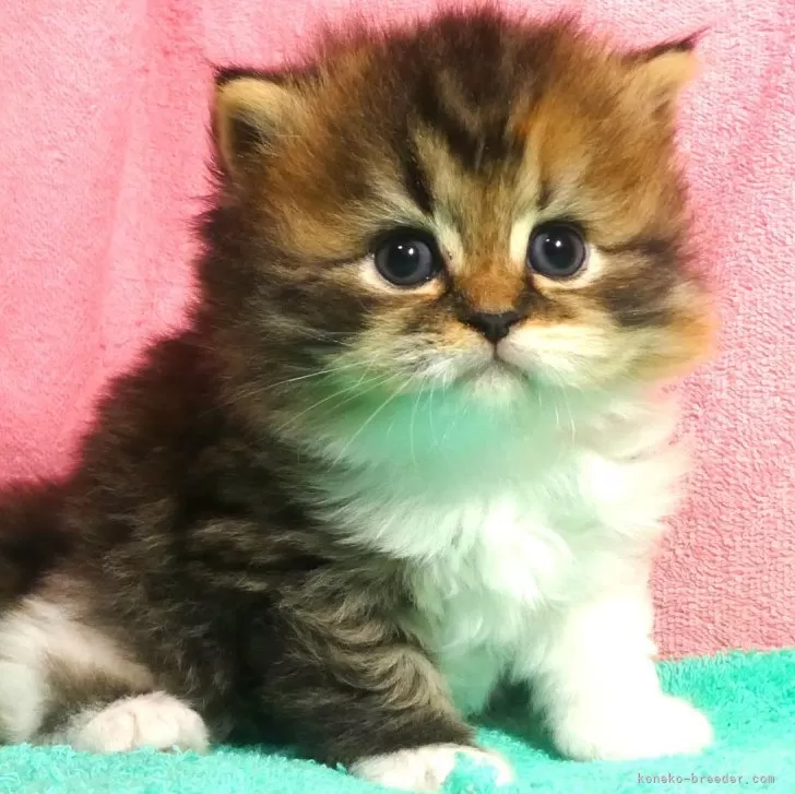 ID:2407-02691の子猫