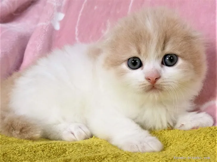 ゆかりん 様のお迎えした子猫