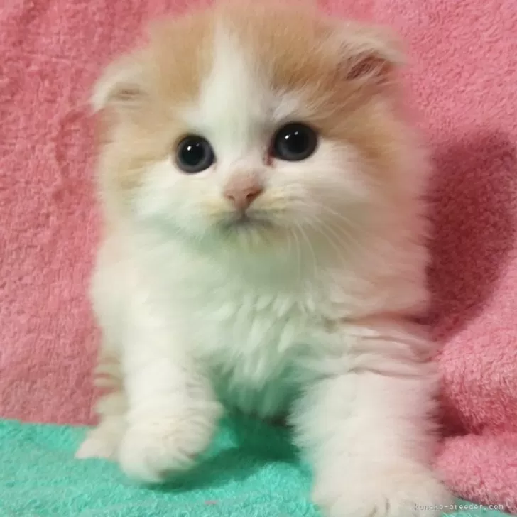ID:2409-01936の子猫