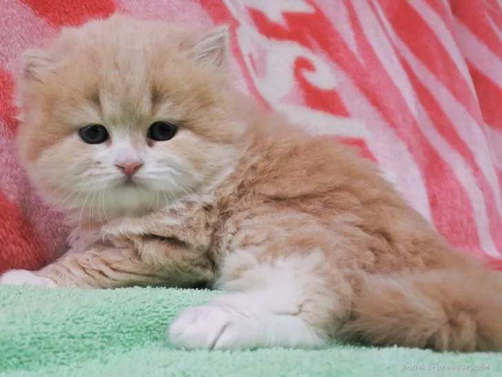 ID：1805-01591の子猫