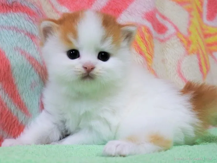 ID:1807-01038の子猫