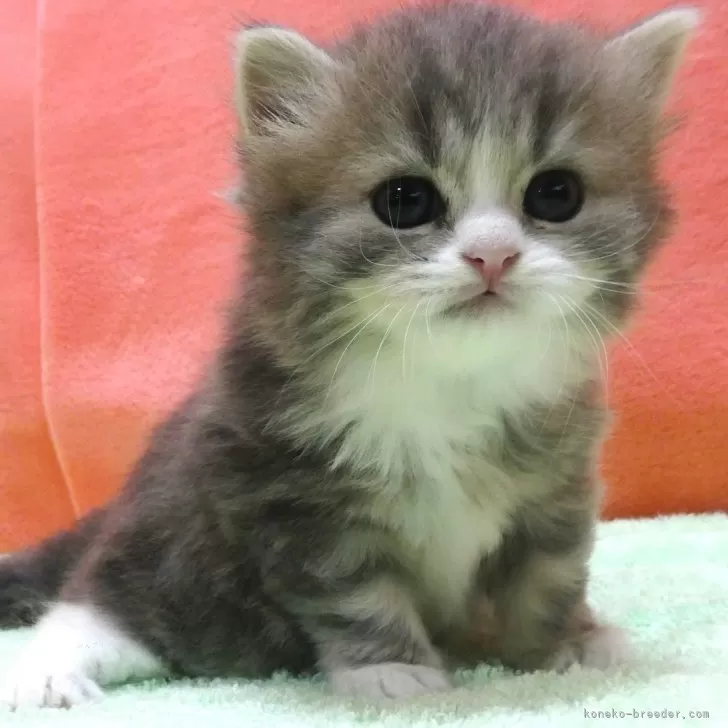 ポノ 様のお迎えした子猫