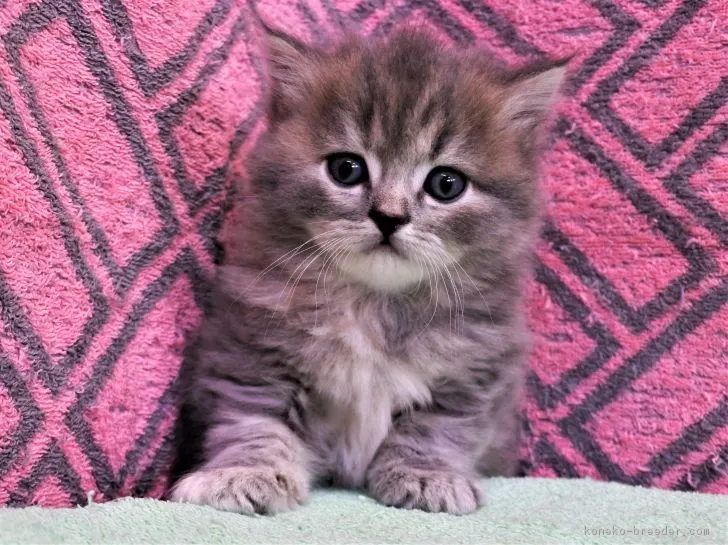 ID：1810-01022の子猫