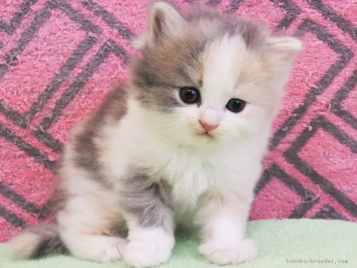 ID：1806-01506の子猫