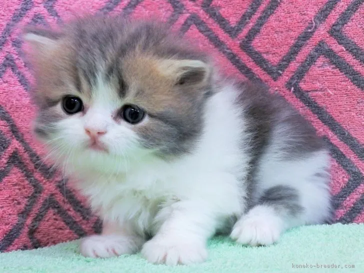 ID:1807-01441の子猫