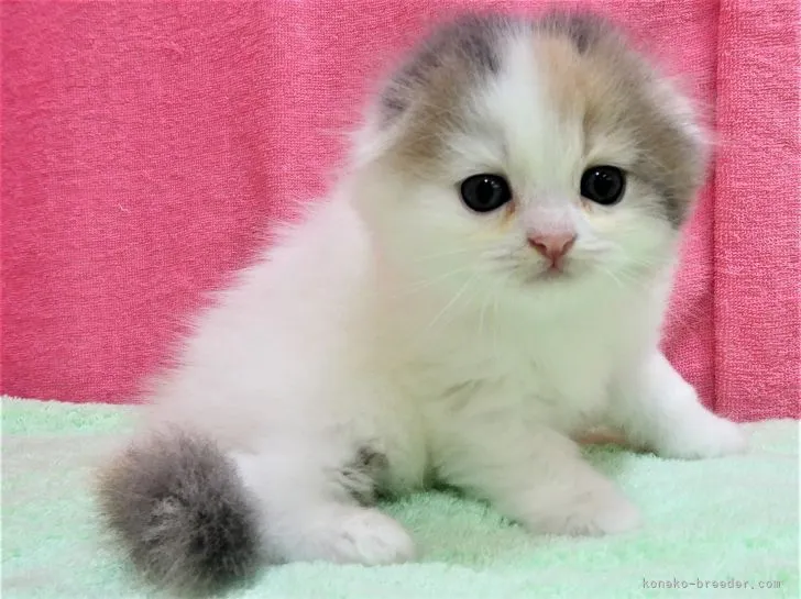 ケルケル 様のお迎えした子猫