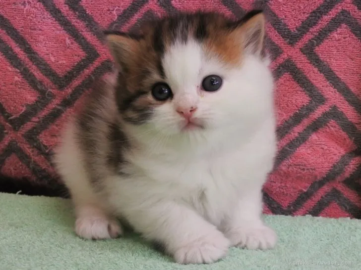 ID:1806-00512の子猫