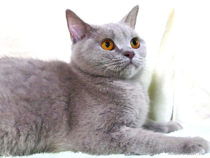 ブリティッシュショートヘア【・女の子・2024年7月1日・ライラック】