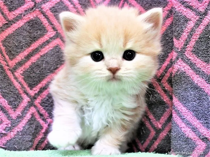 こむちゃん 様のお迎えした子猫