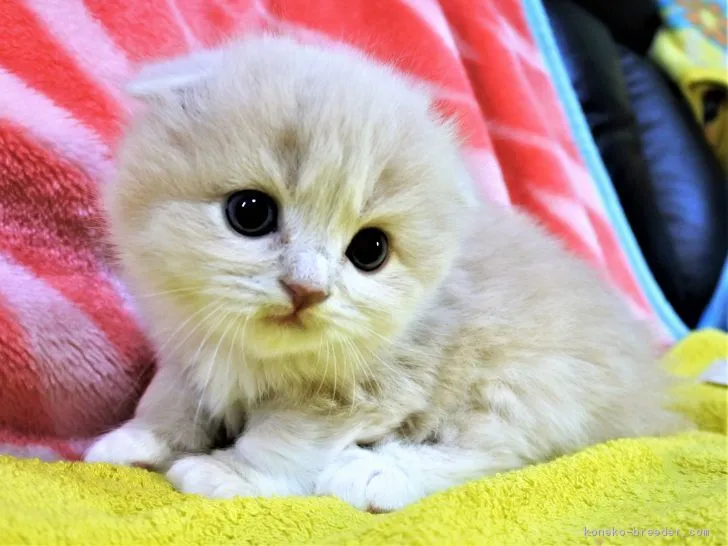 ID：1902-00268の子猫