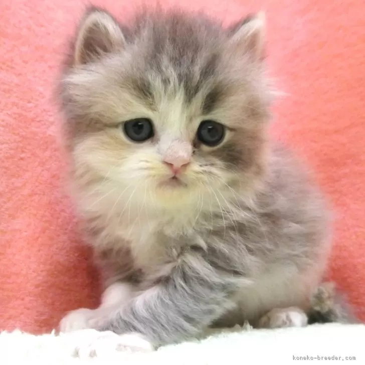 ID:2411-02082の子猫