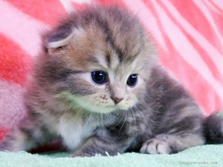 ID:1806-01208の子猫