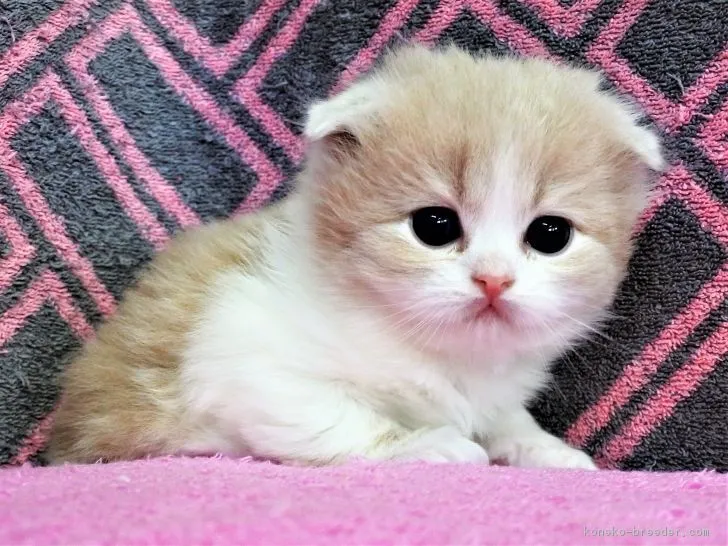 ID：1902-00350の子猫