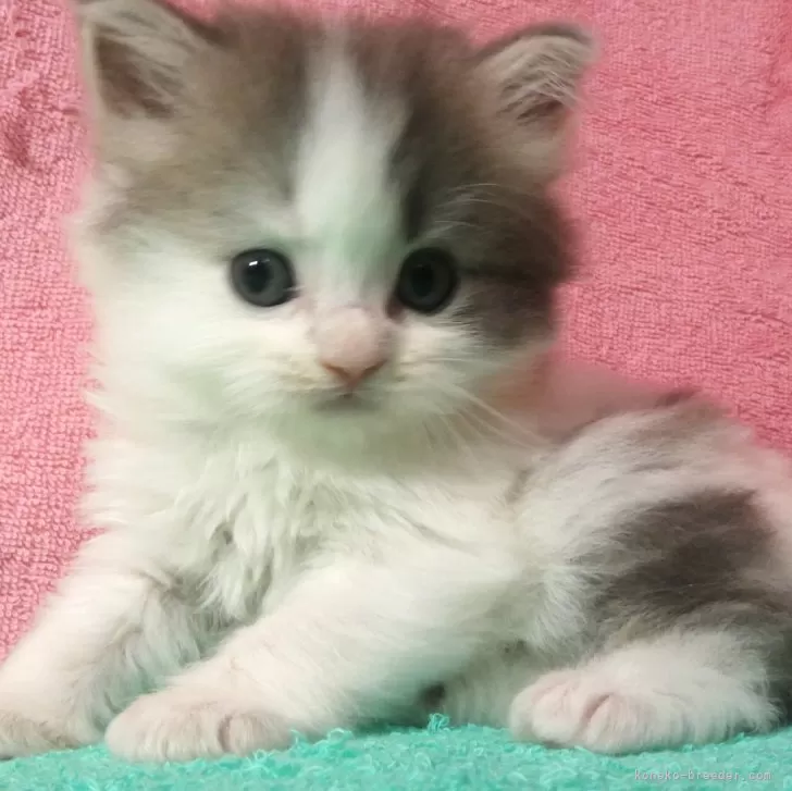 ID:2407-03365の子猫