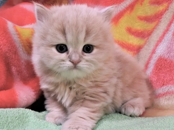 ID：1902-00655の子猫