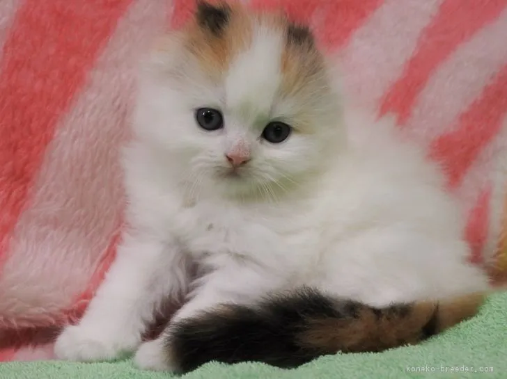 ID:1807-00158の子猫