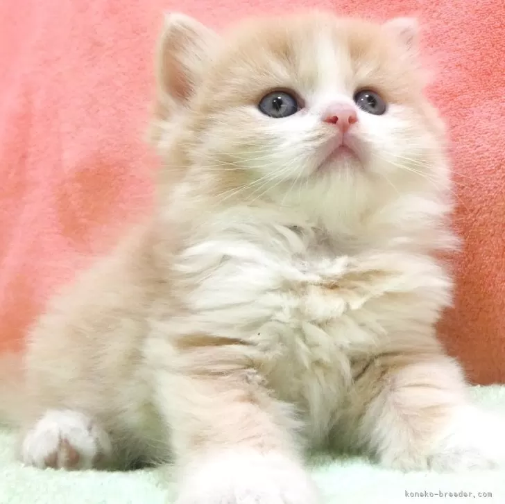 ID:2408-00035の子猫