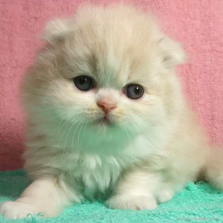ID：2406-02305の子猫