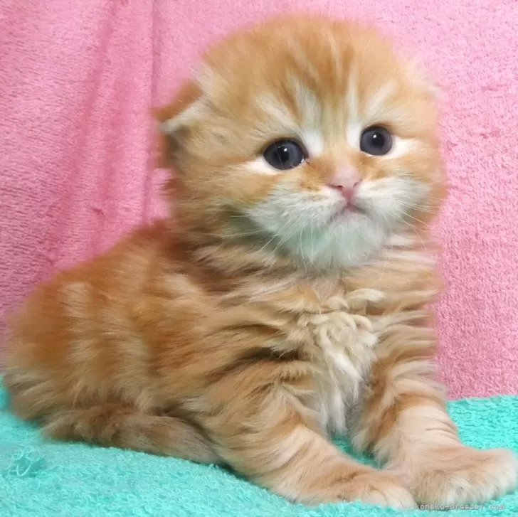 M.S 様のお迎えした子猫