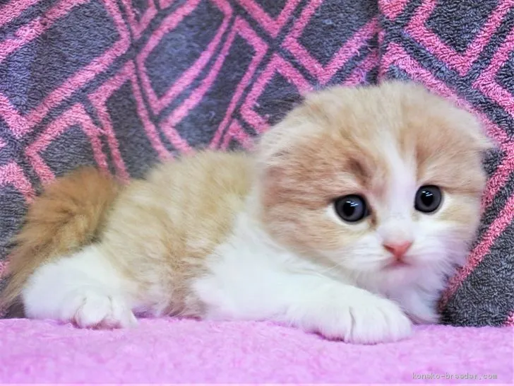 ID：1909-01808の子猫