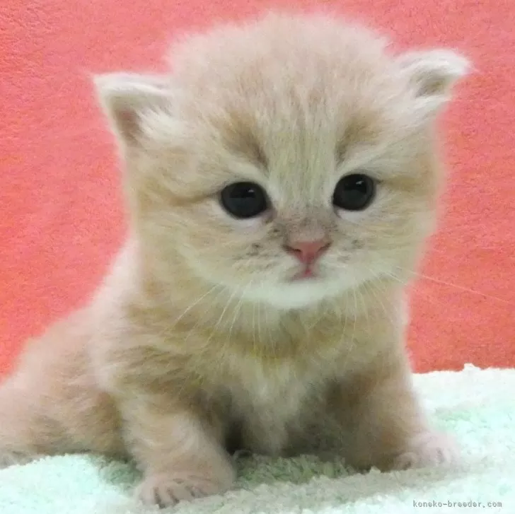 ID：2405-01003の子猫