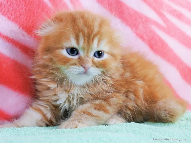 ID：1808-01182の子猫