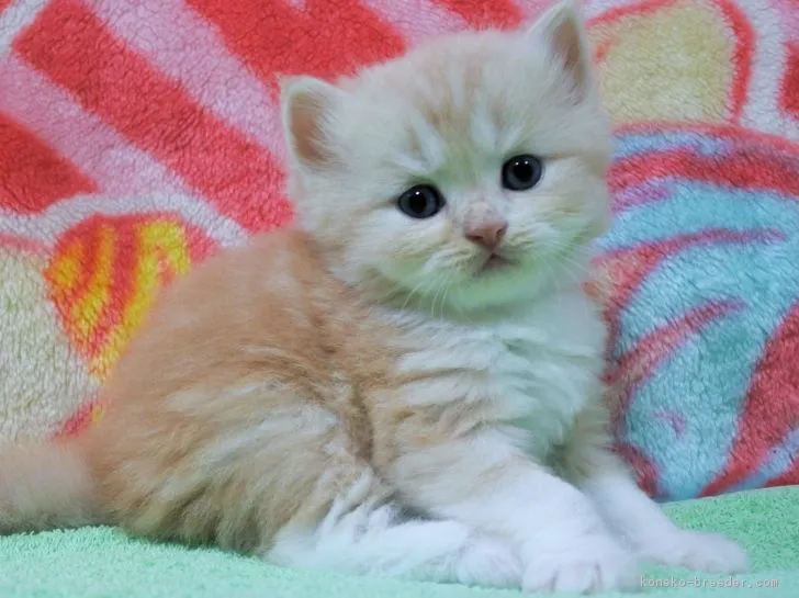 ID：1808-00042の子猫