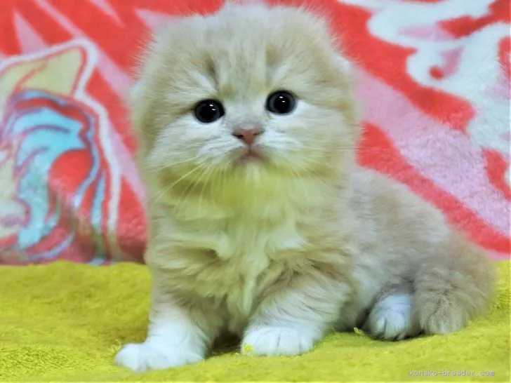 ID：2001-00755の子猫