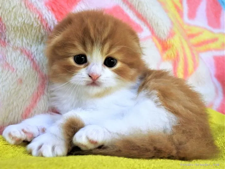 ID：1903-00731の子猫