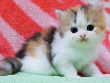 スコティッシュフォールド(立ち耳)【埼玉県・女の子・2018年7月6日・キャリコ（長毛）】の写真「可愛いです。」