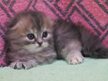 スコティッシュフォールド(折れ耳)【埼玉県・女の子・2018年5月4日・ブルークリーム（ロングヘア）】の写真「女の子だけのカラーです、人気出ますよ。」